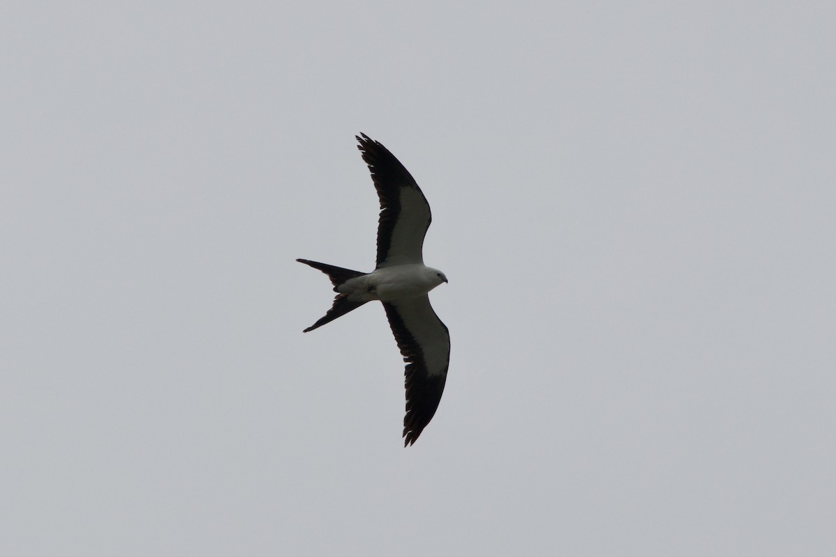 Swallow-tailed Kite - Alex Lin-Moore