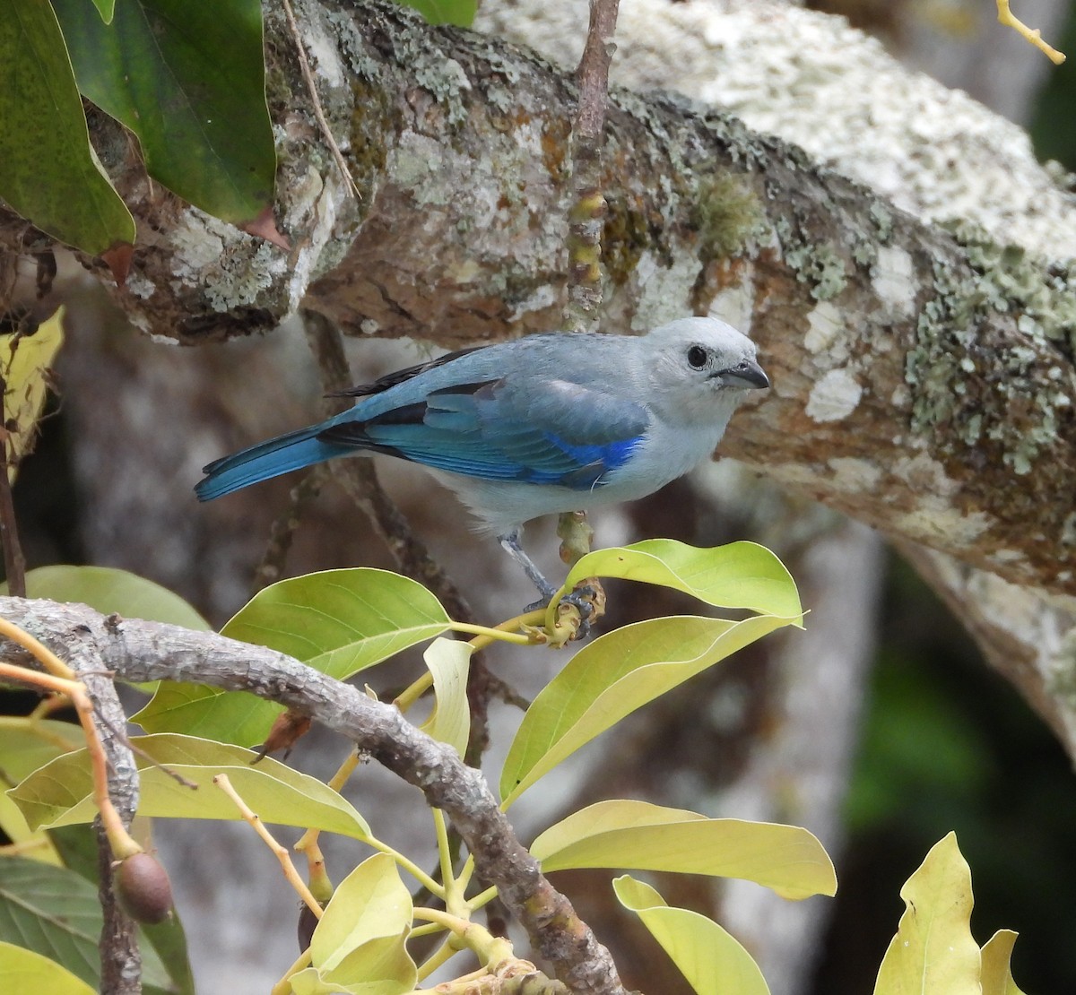 Blue-gray Tanager - ML618279100