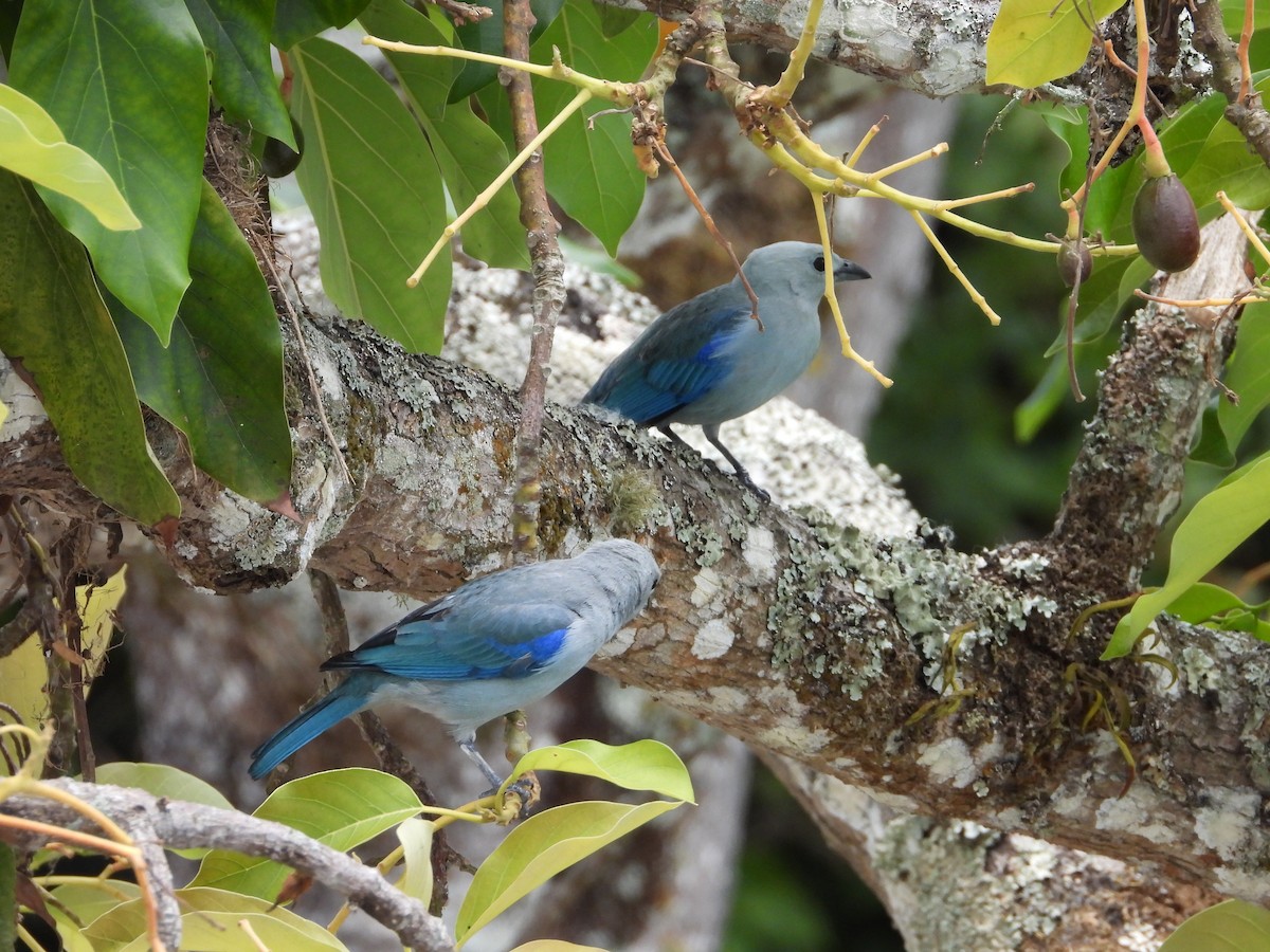 Blue-gray Tanager - ML618279101