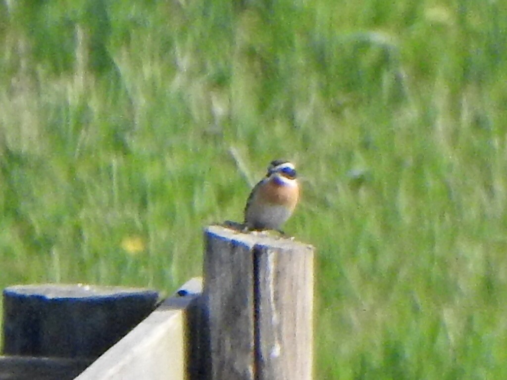 Whinchat - ML618279104