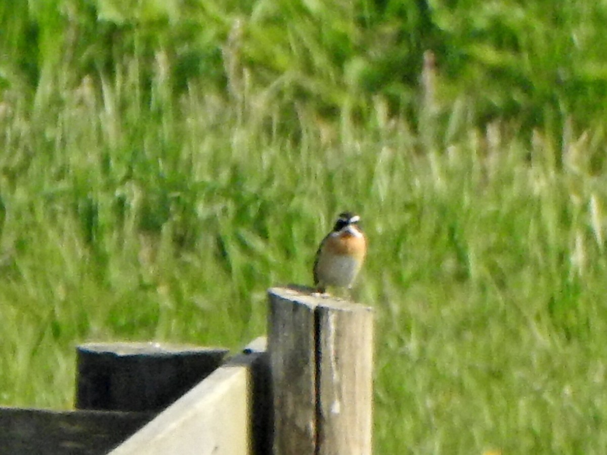 Whinchat - ML618279105