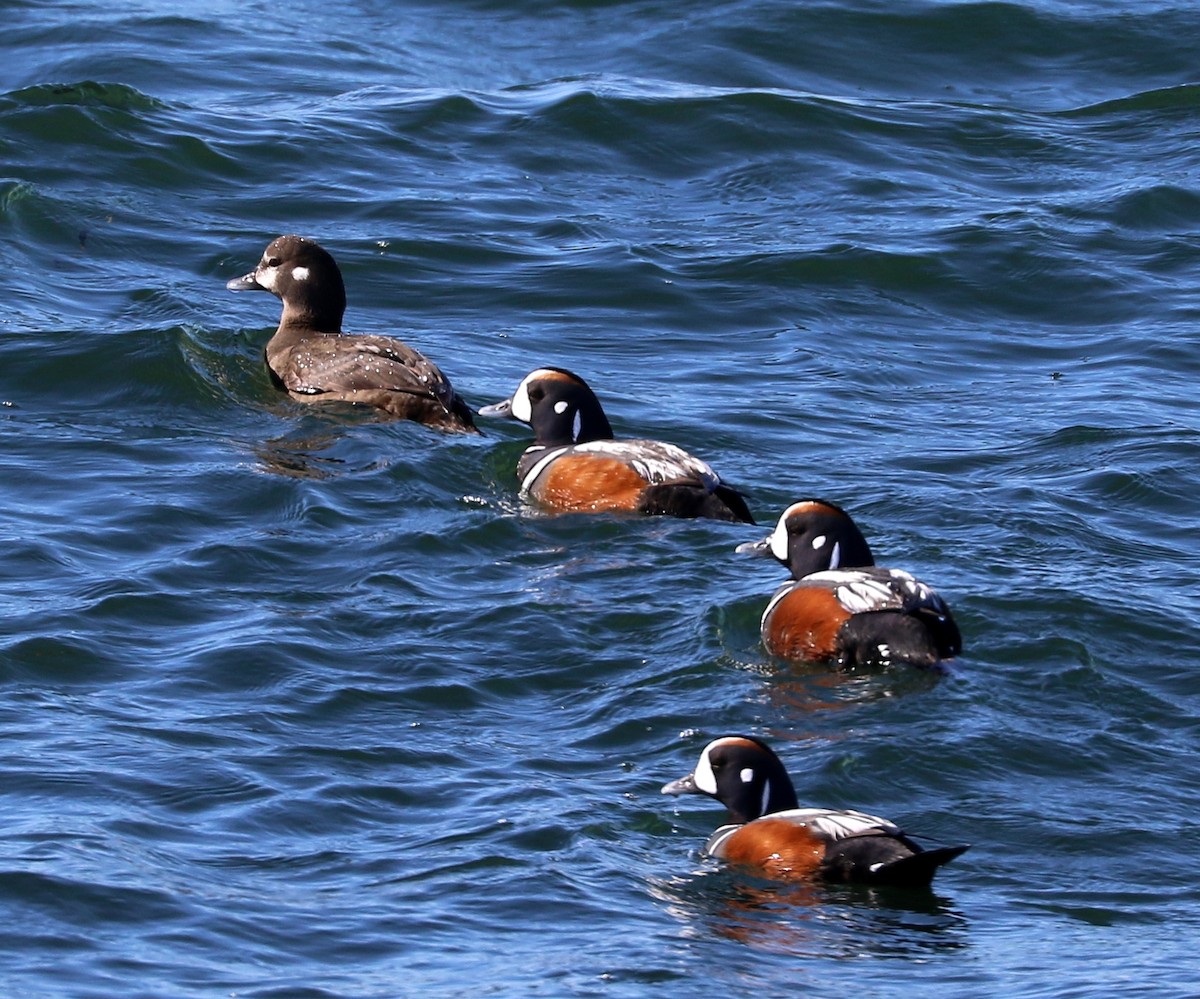 Harlequin Duck - Mike Fung