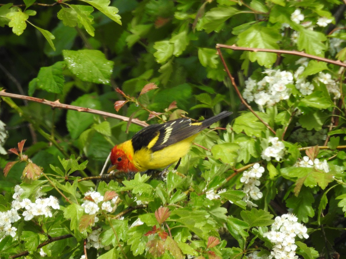 Western Tanager - ML618279130