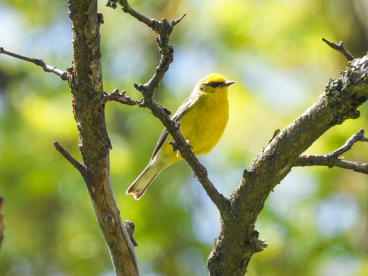 Blauflügel-Waldsänger - ML618279143