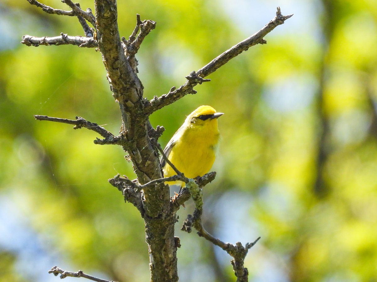 Blauflügel-Waldsänger - ML618279151