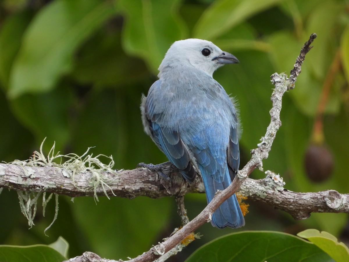 Blue-gray Tanager - ML618279165