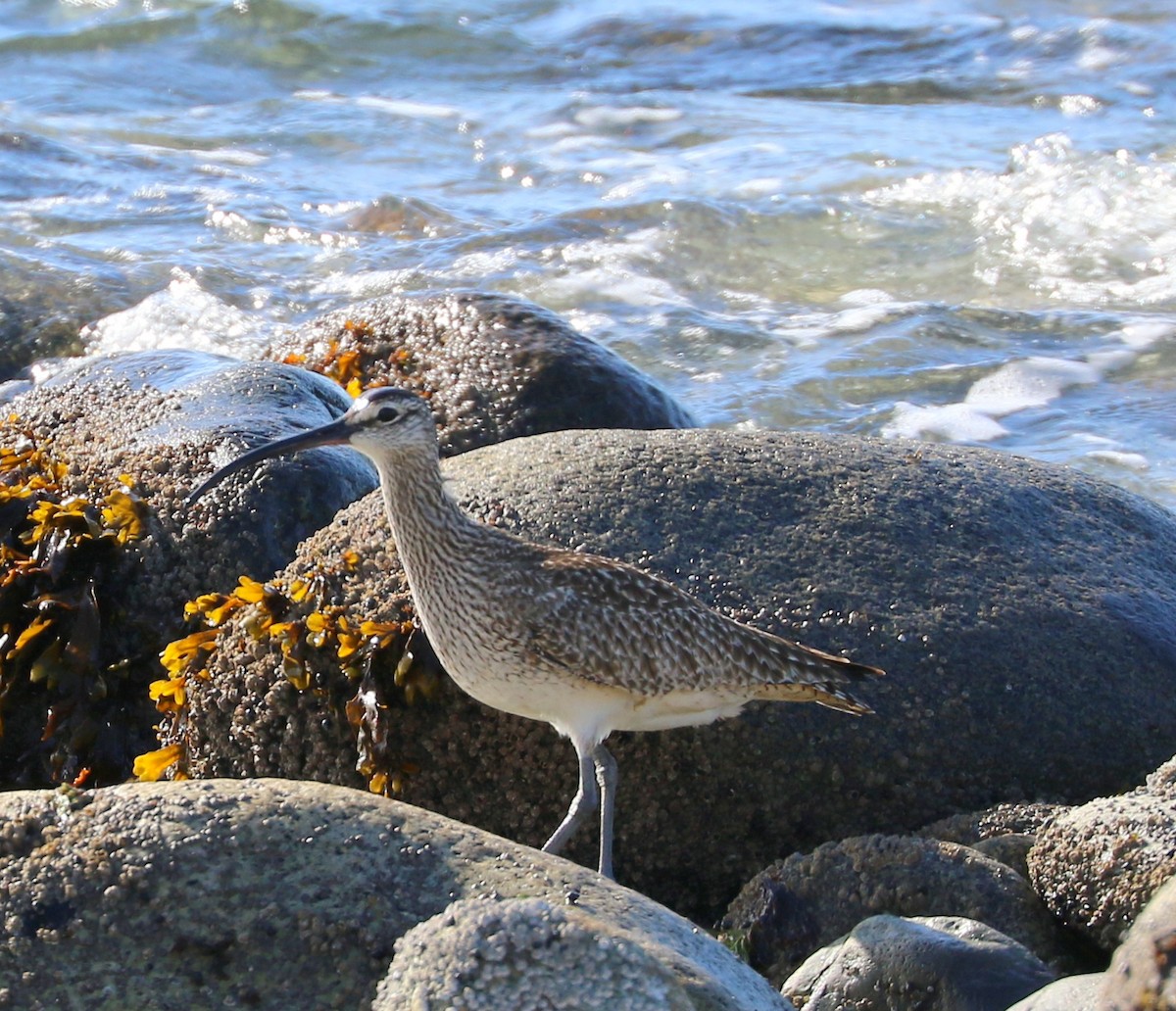 Whimbrel - Mike Fung