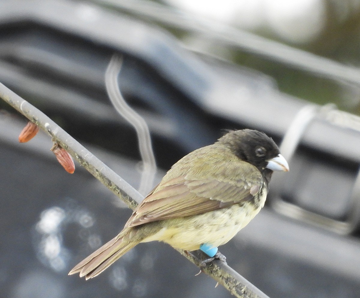 Yellow-bellied Seedeater - ML618279179