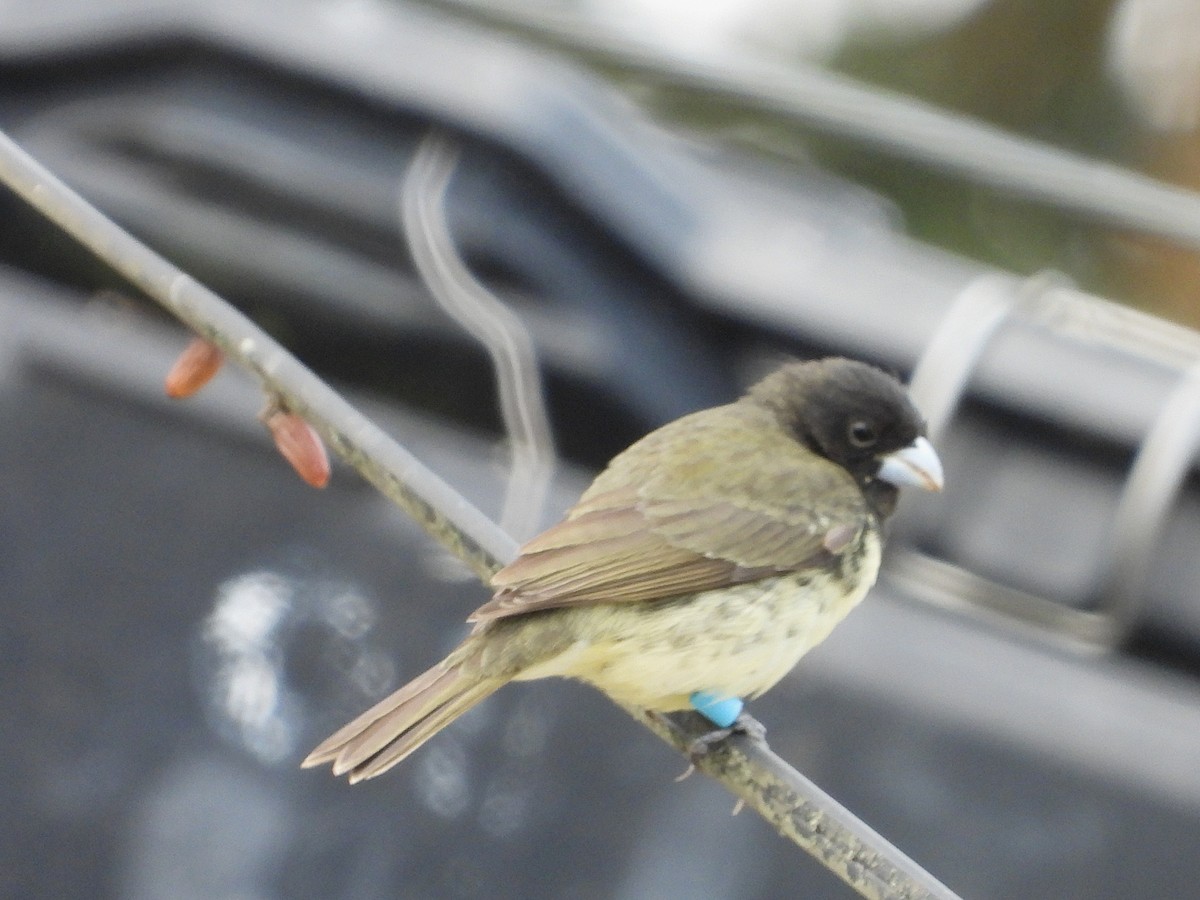 Yellow-bellied Seedeater - ML618279180
