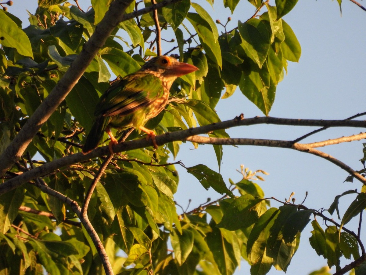 Lineated Barbet - ML618279234