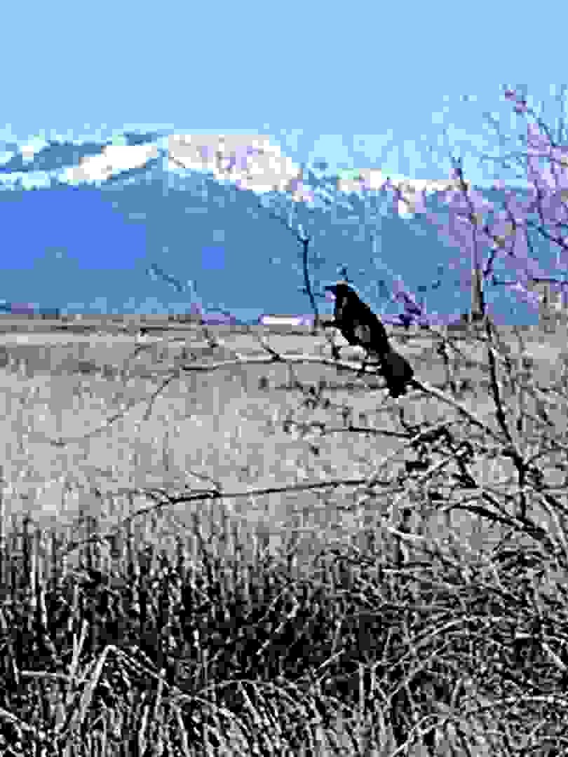 Great-tailed Grackle - ML618279270