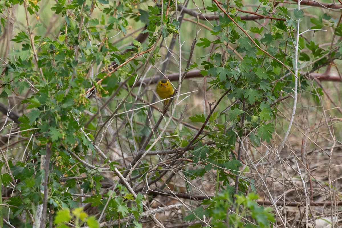 Wilson's Warbler - Chad Remley