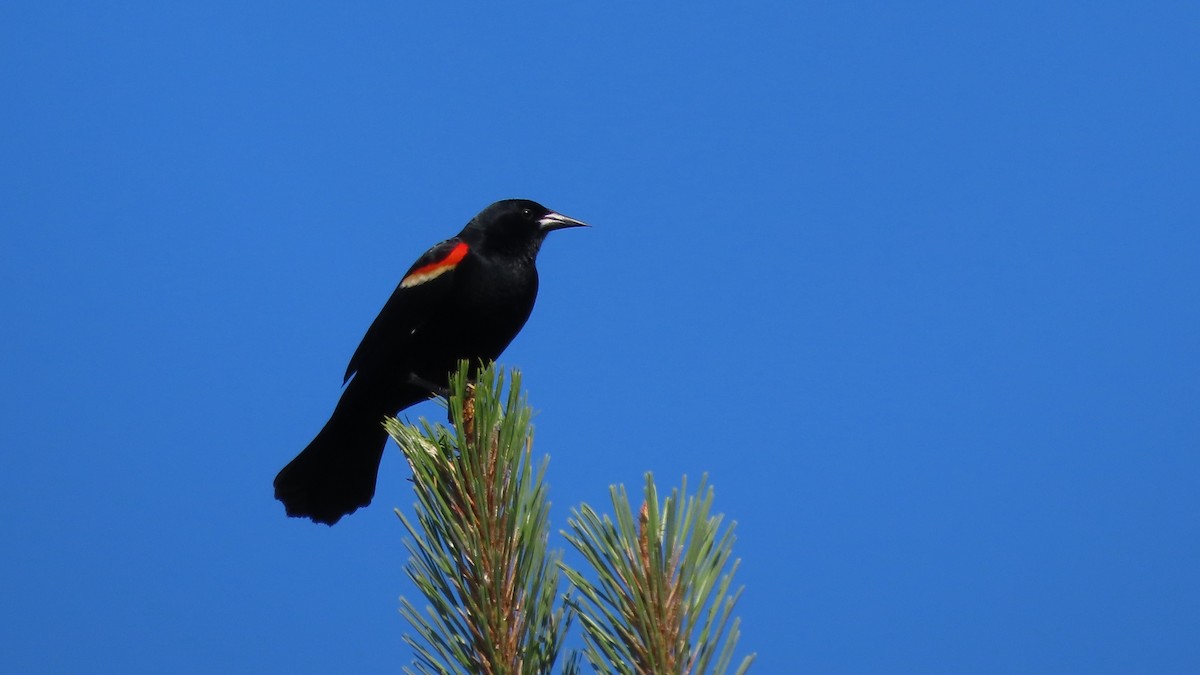Red-winged Blackbird - b gruff