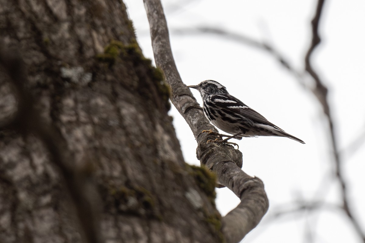 Black-and-white Warbler - Ian Campbell