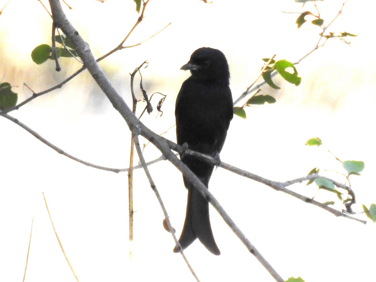 Fork-tailed Drongo - ML618279315