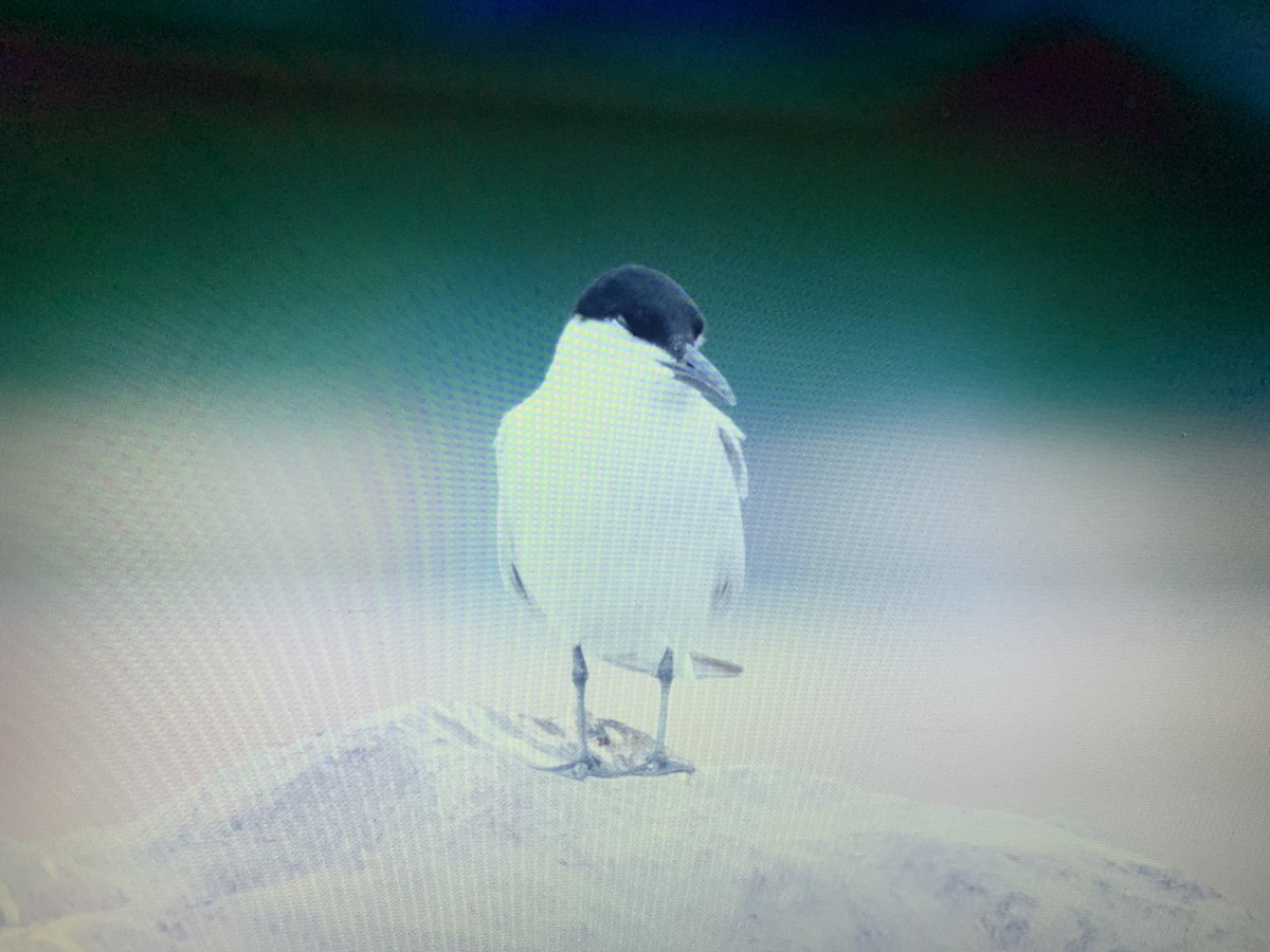 Gull-billed Tern - ML618279368