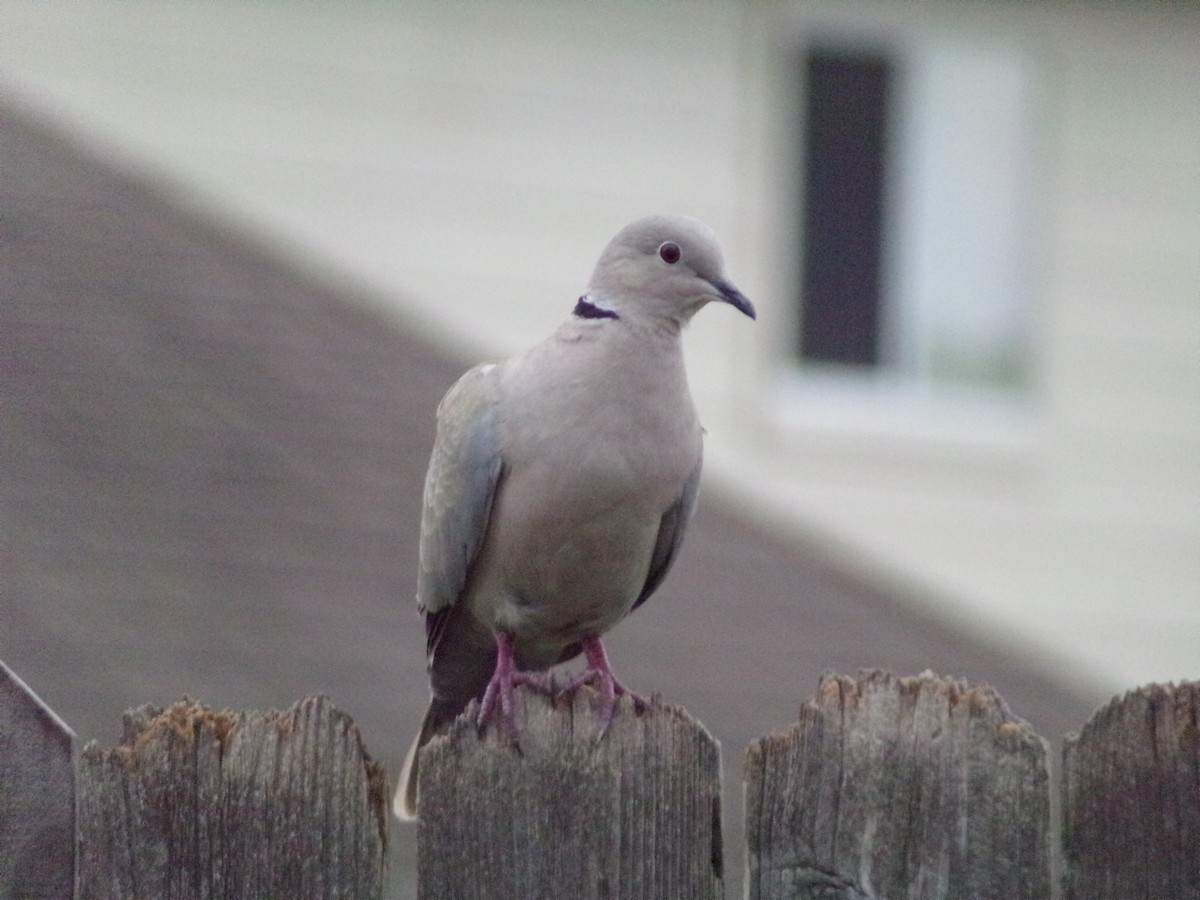 Eurasian Collared-Dove - Texas Bird Family