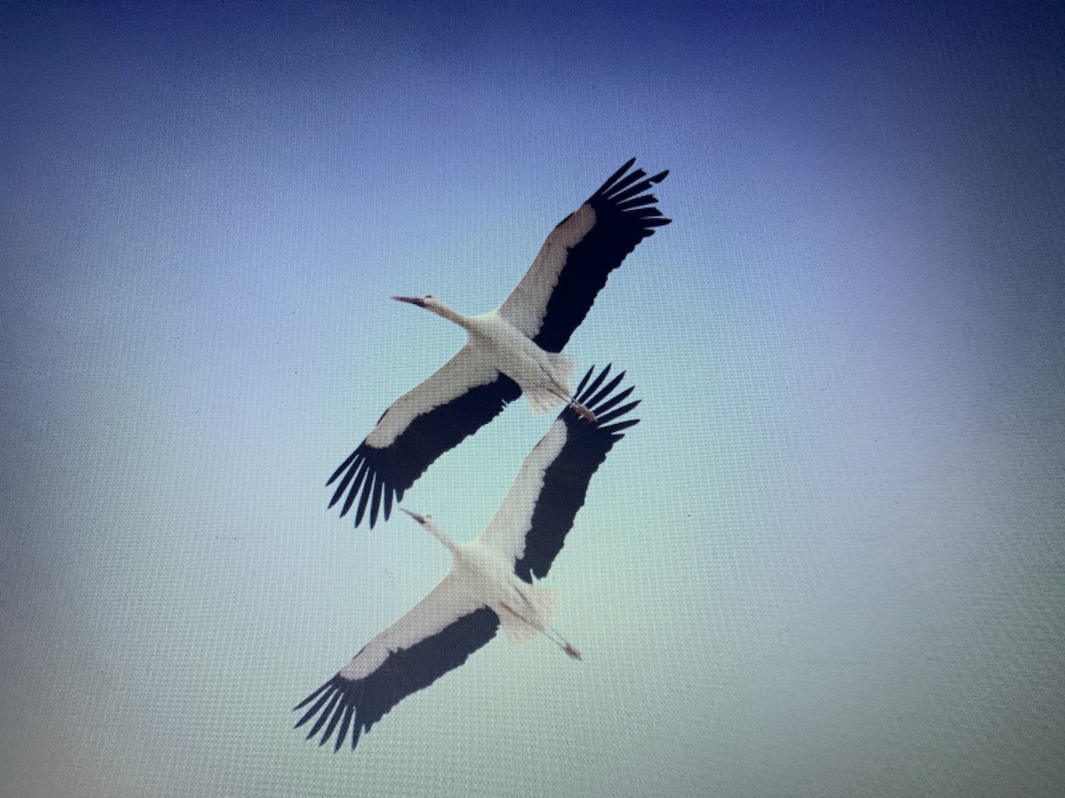 White Stork - ML618279394