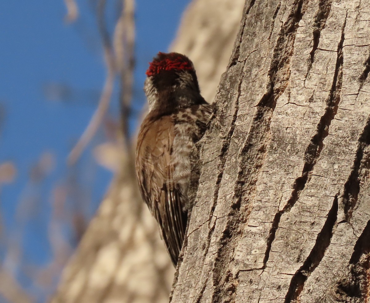 Arizona Woodpecker - Mark Stevenson