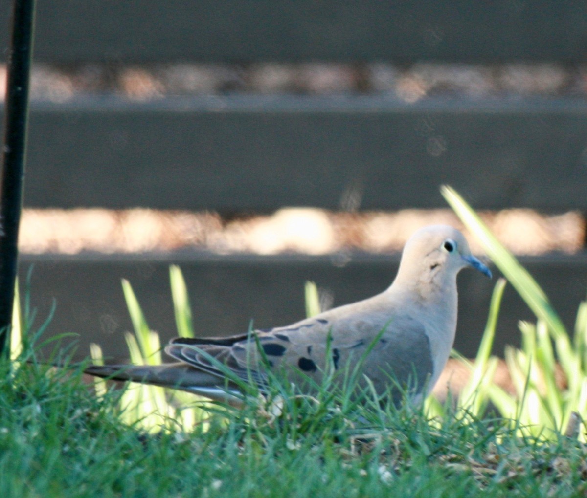 Mourning Dove - Renee Coon