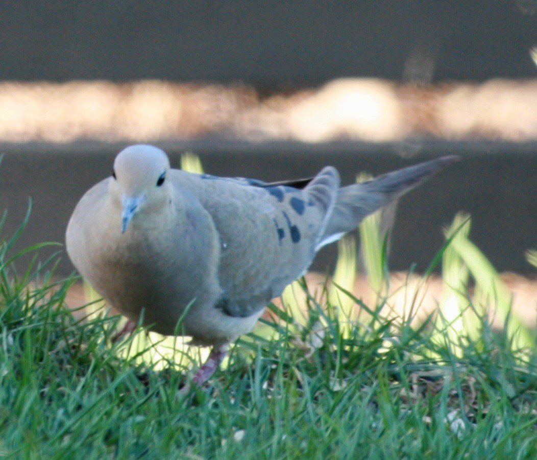 Mourning Dove - Renee Coon