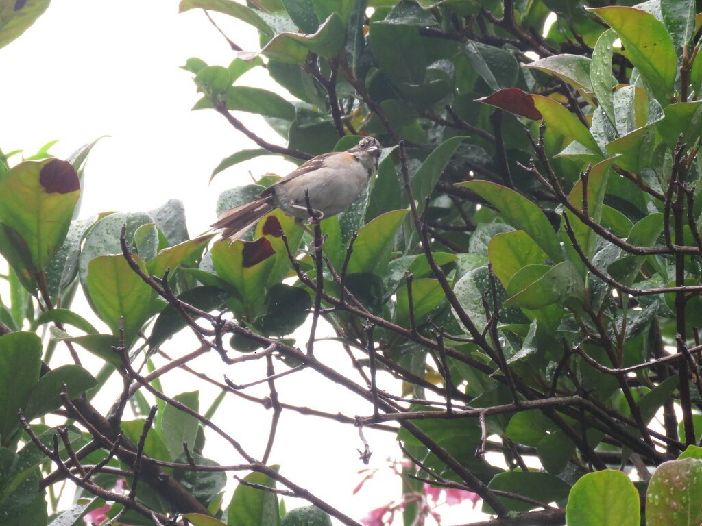 Rufous-collared Sparrow - ML618279489