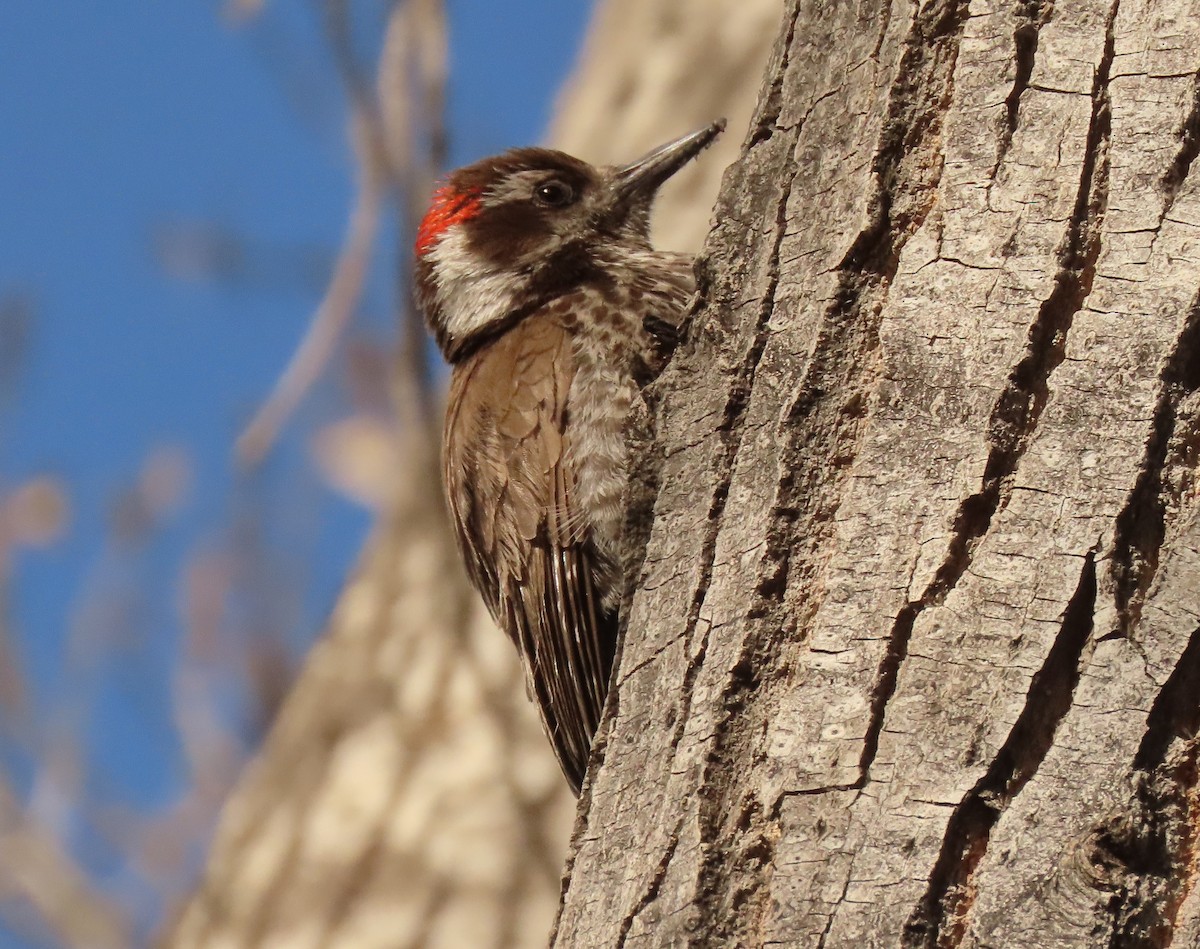 Arizona Woodpecker - Mark Stevenson