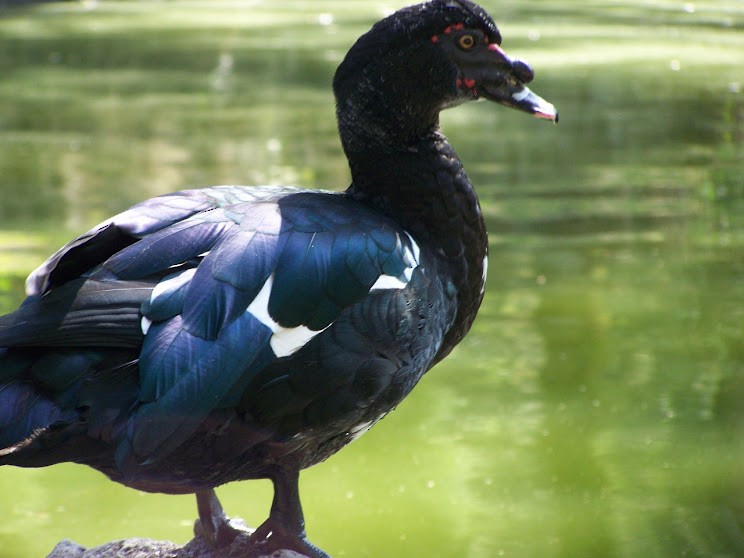 Muscovy Duck (Domestic type) - ML618279511