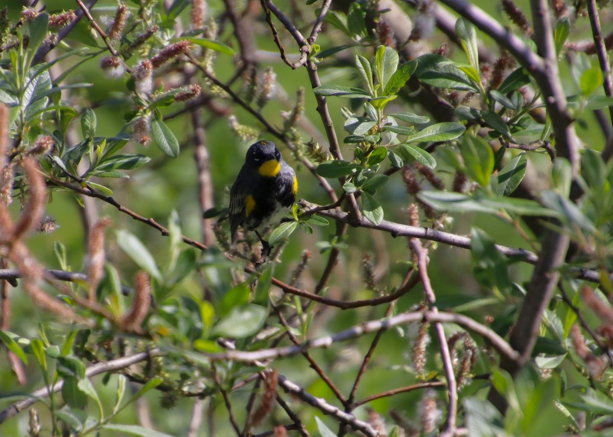 Yellow-rumped Warbler (Audubon's) - Dianne Murray