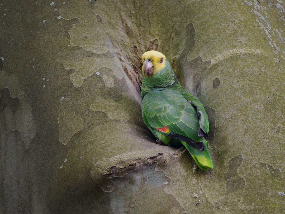 Yellow-headed Parrot - ML618279535