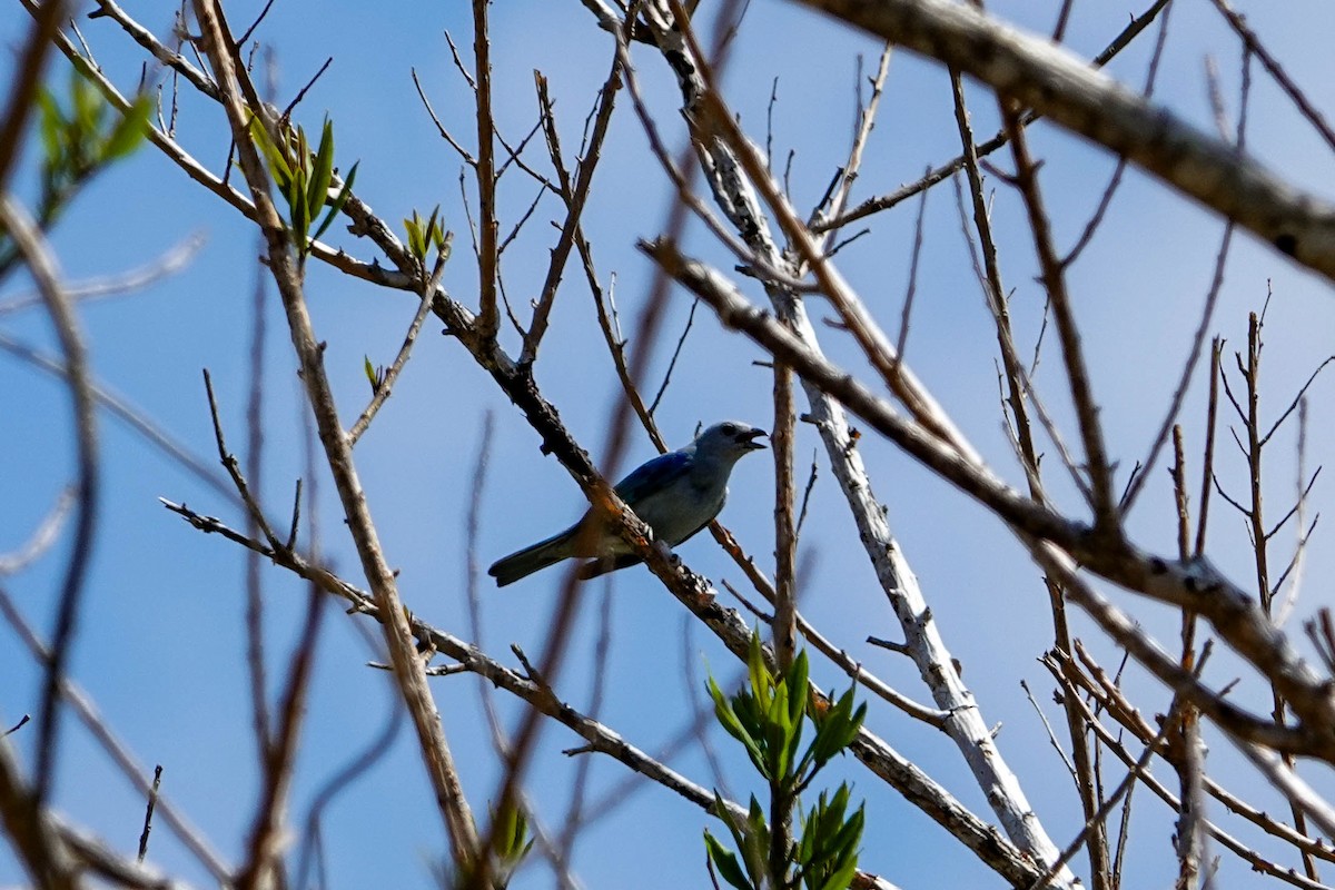 Blue-gray Tanager - ML618279537