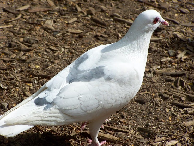 Сизый голубь (Одомашненного типа) - ML618279560