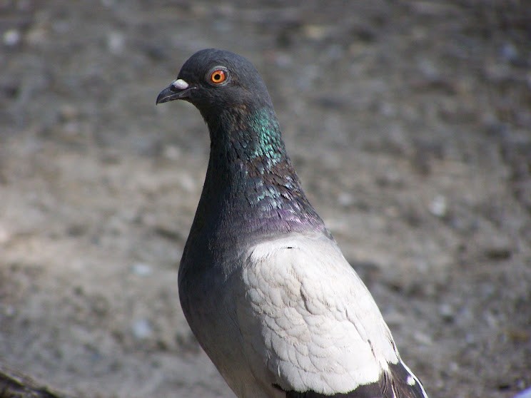 Rock Pigeon (Feral Pigeon) - ML618279562