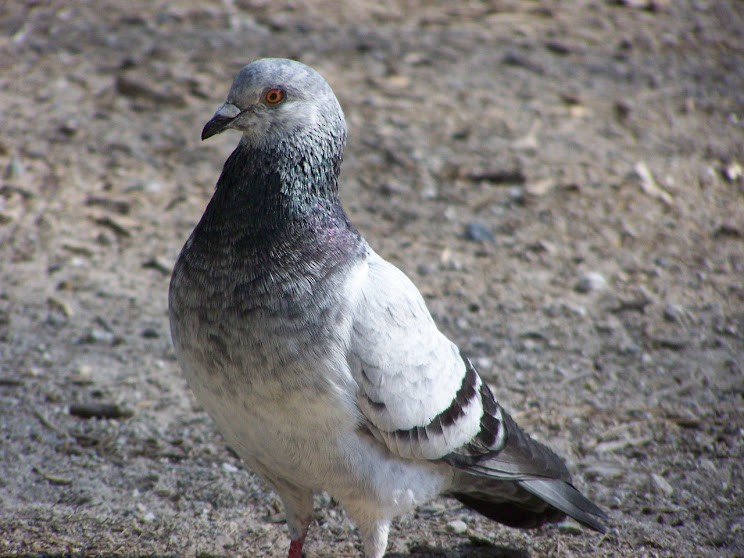 Rock Pigeon (Feral Pigeon) - ML618279564