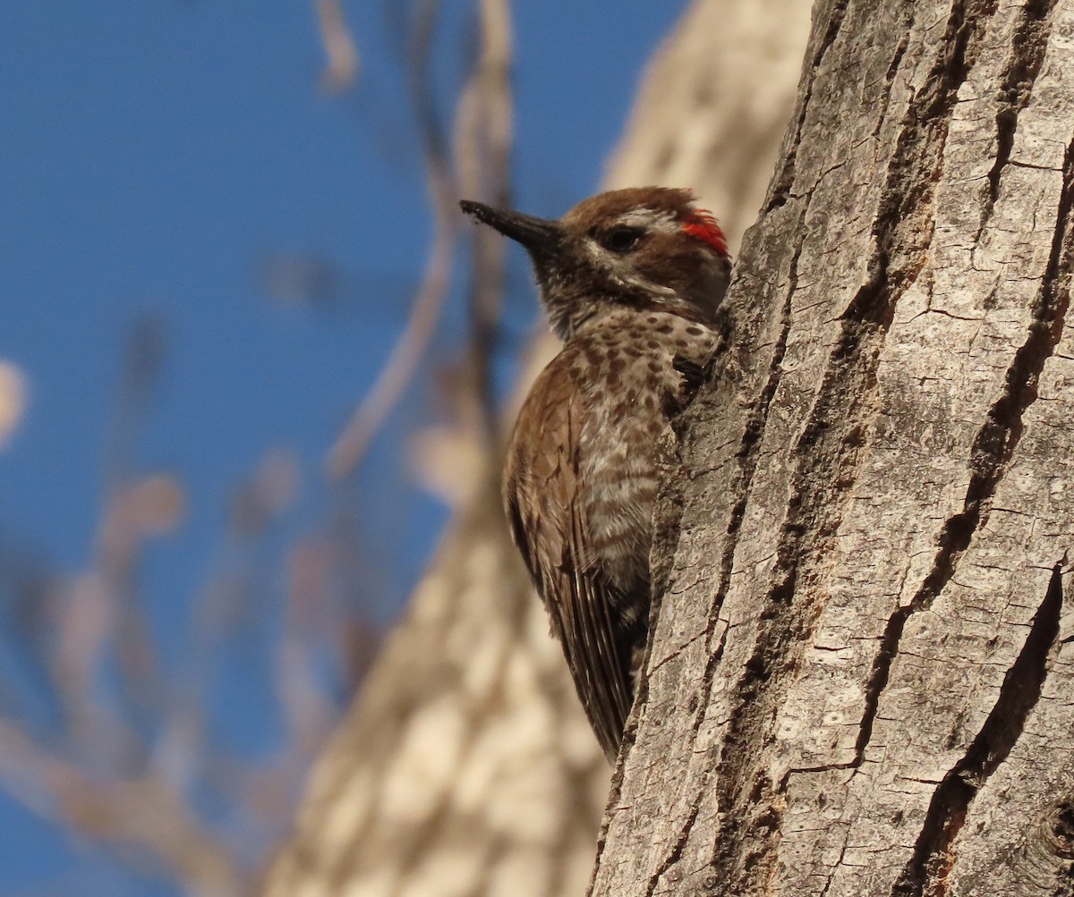 Arizona Woodpecker - ML618279567