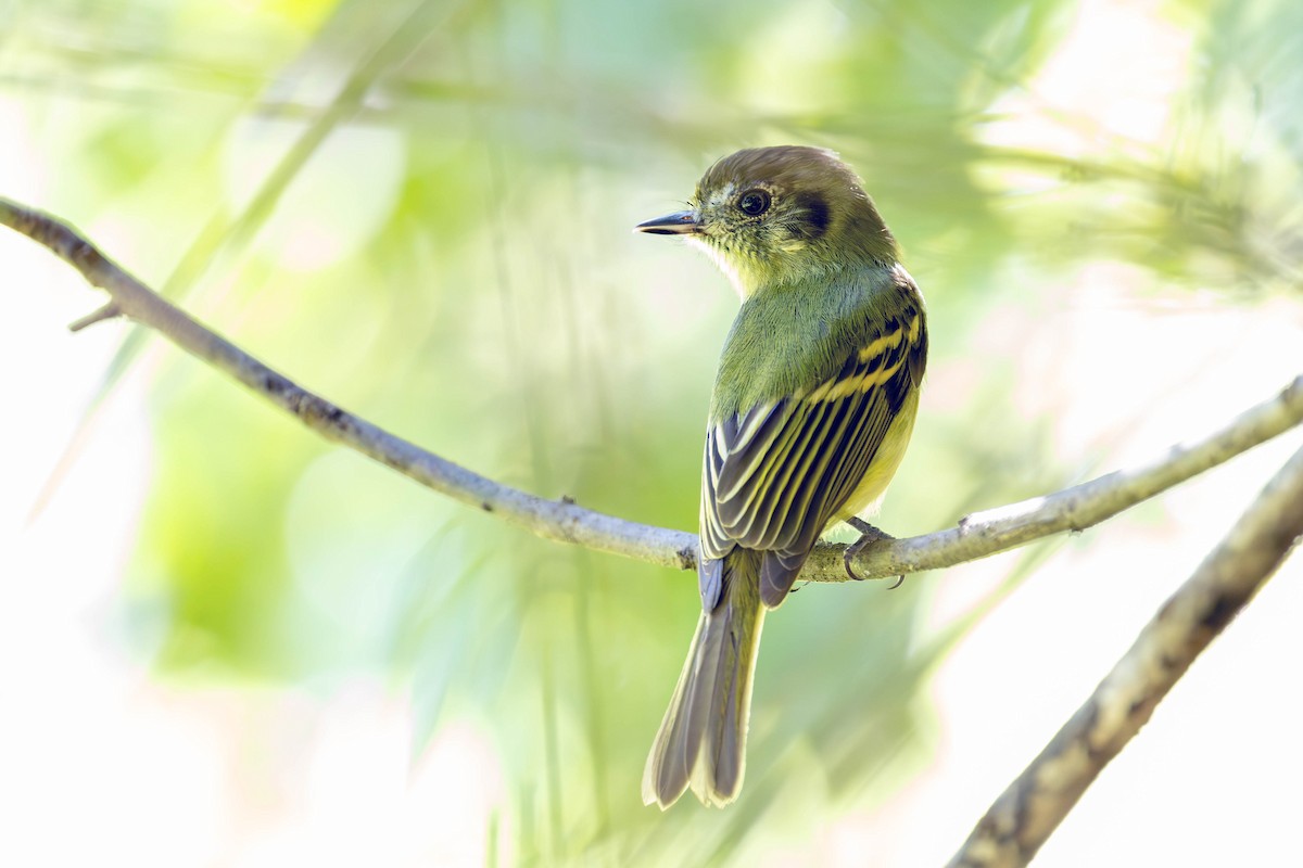 Sepia-capped Flycatcher - ML618279588
