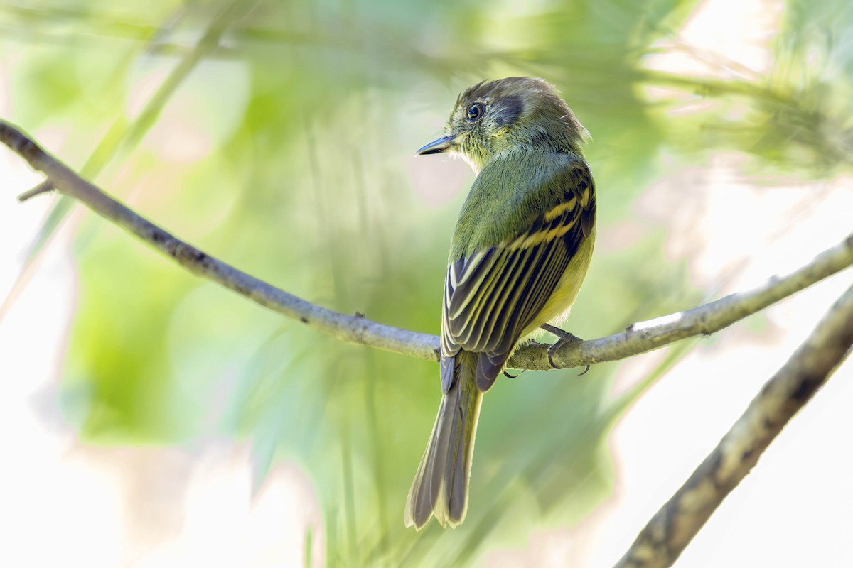 Sepia-capped Flycatcher - ML618279589