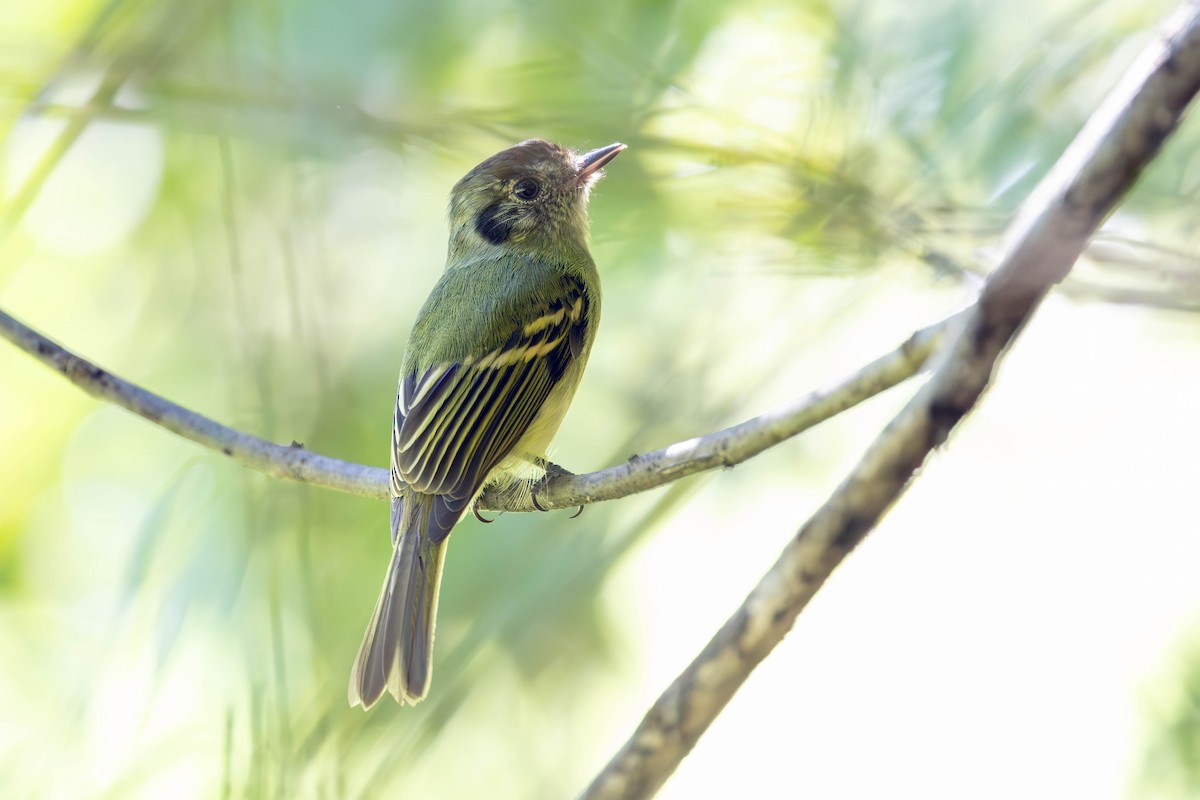 Sepia-capped Flycatcher - ML618279591