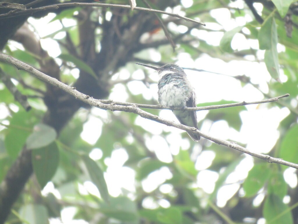 White-throated Hummingbird - ML618279600
