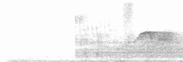 Светлобрюхий фиби - ML618279611