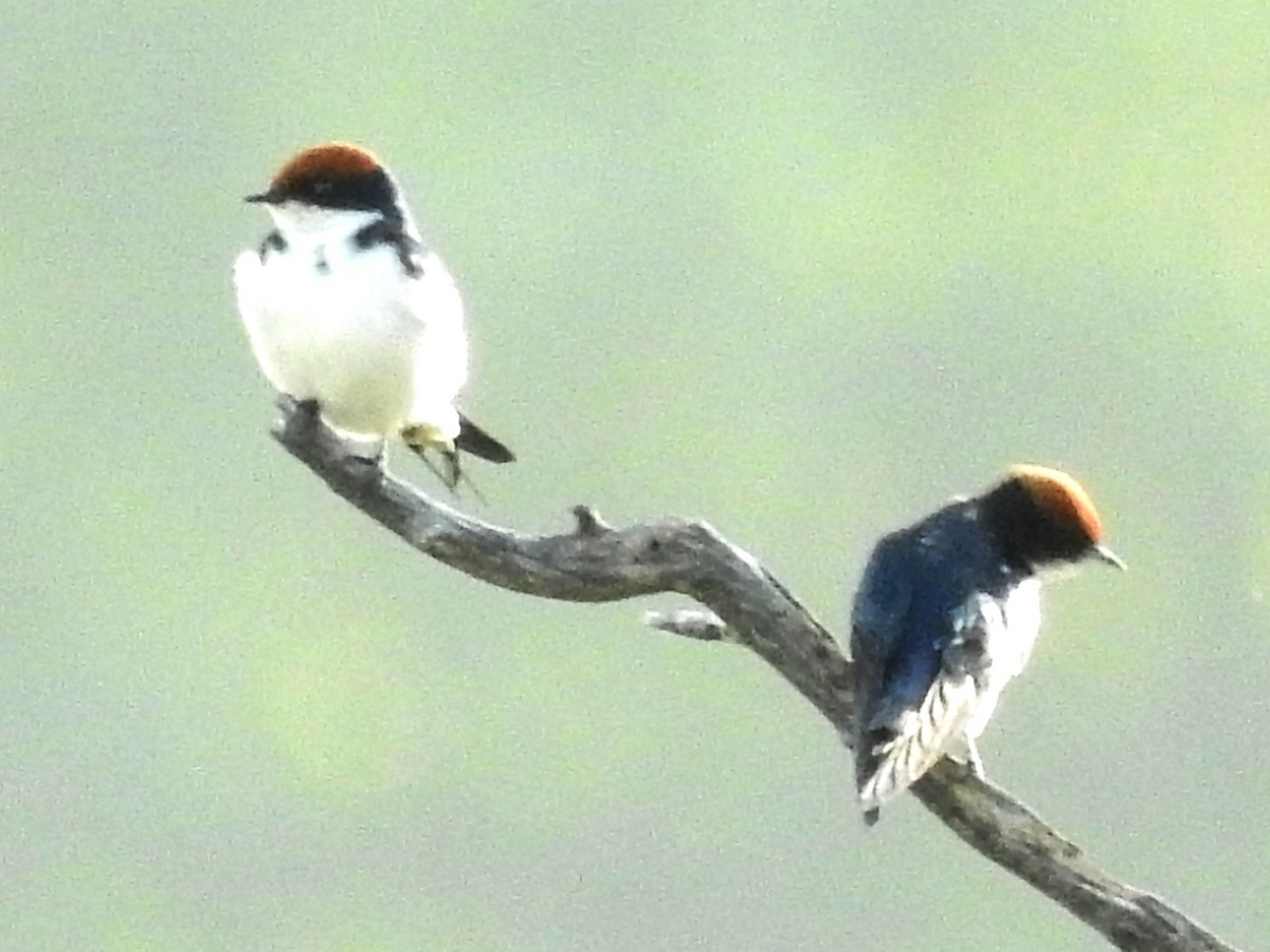 Wire-tailed Swallow - ML618279618