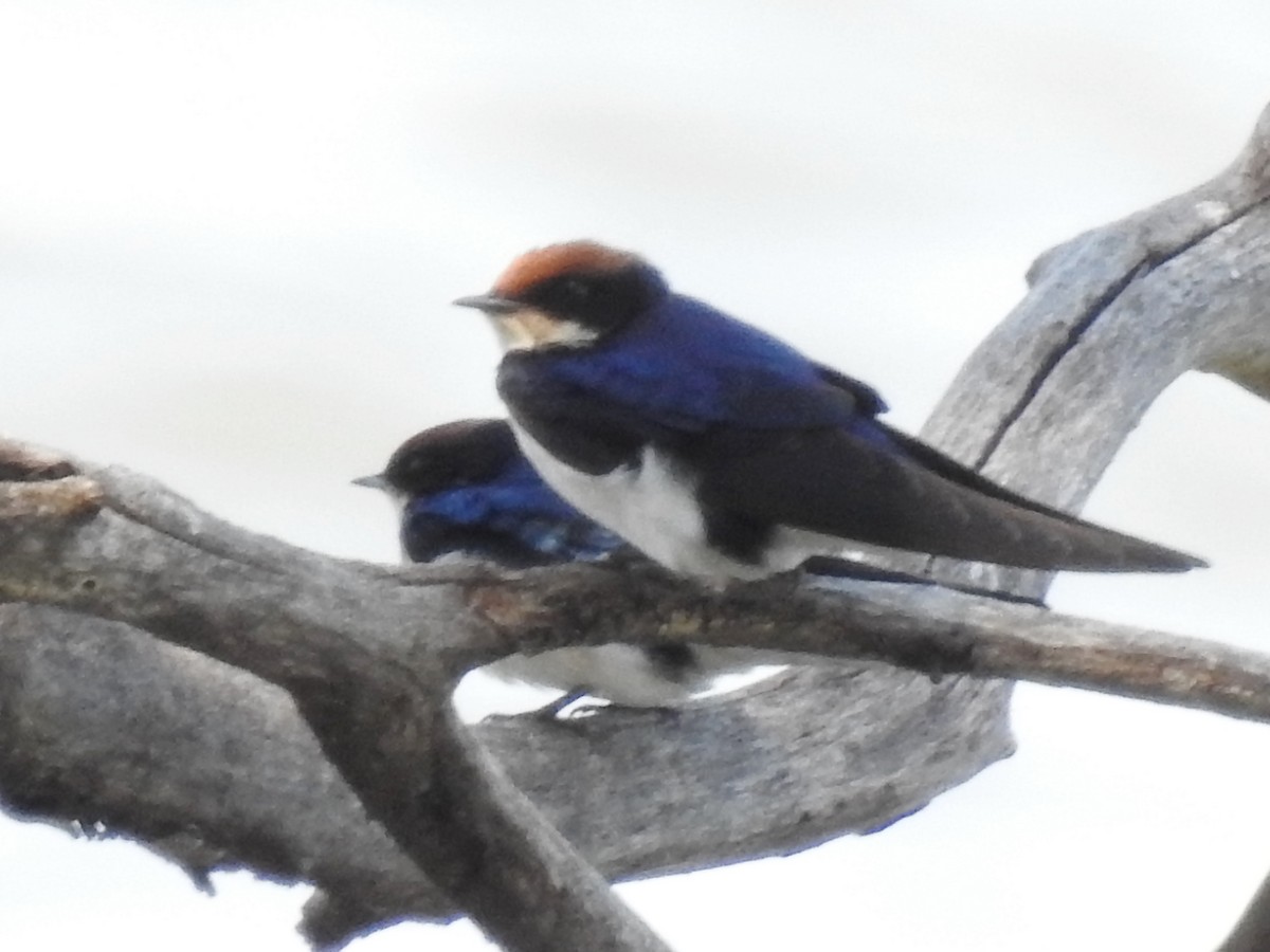 Wire-tailed Swallow - ML618279626