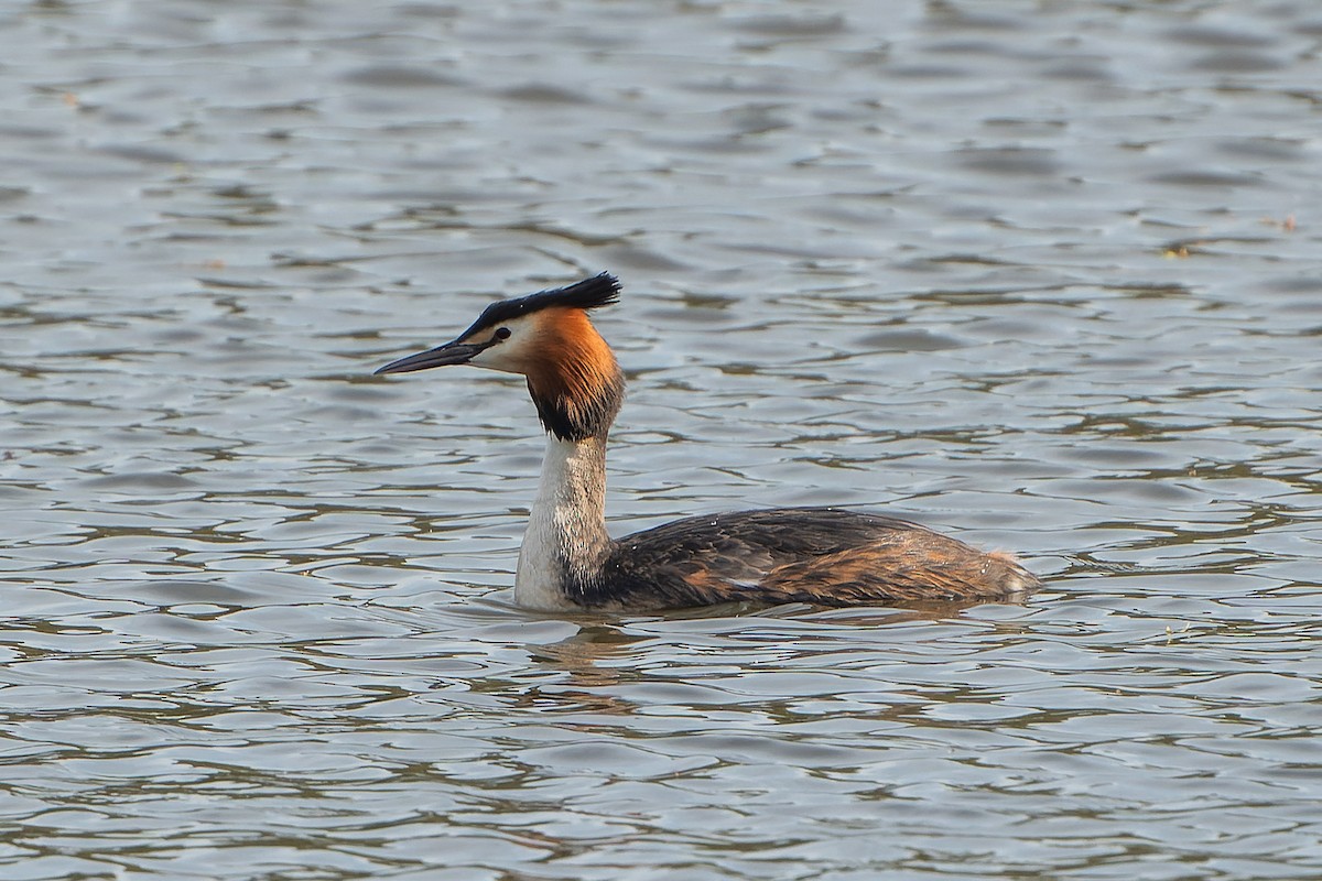 Great Crested Grebe - ML618279627