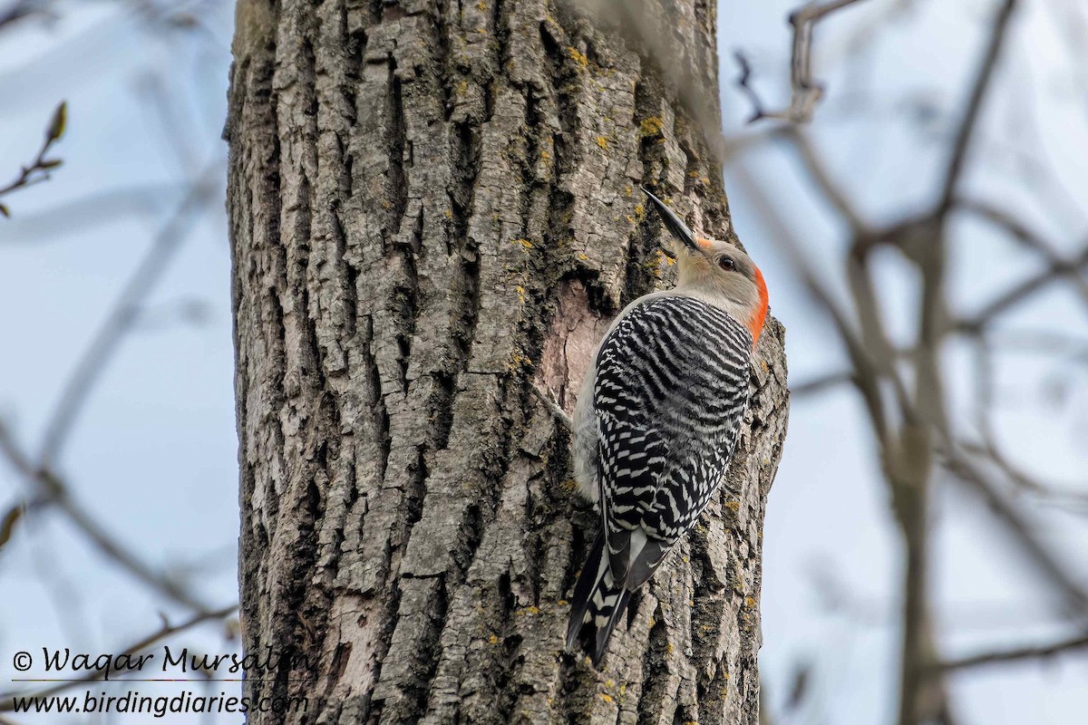 Red-bellied Woodpecker - Waqar Mursalin