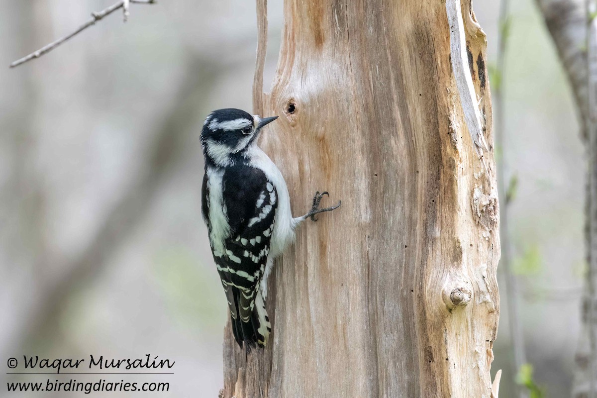 Downy Woodpecker (Eastern) - Waqar Mursalin