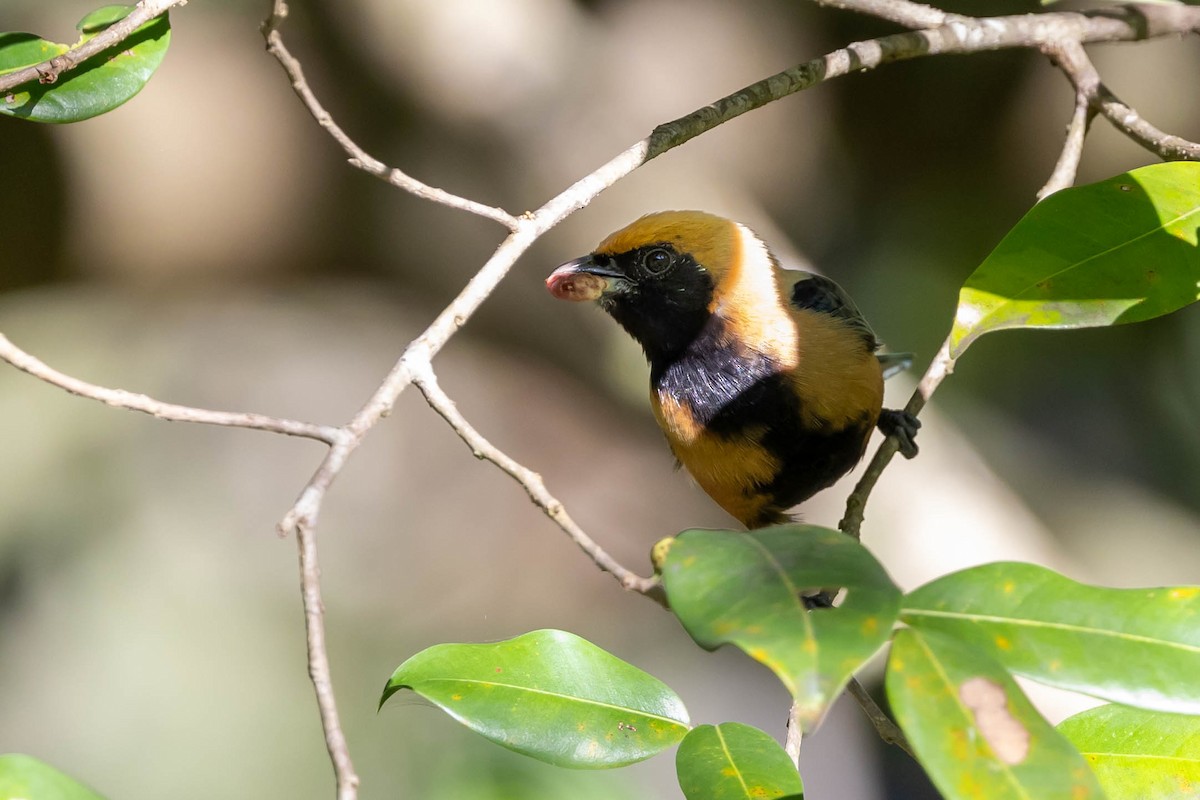 Burnished-buff Tanager - ML618279647