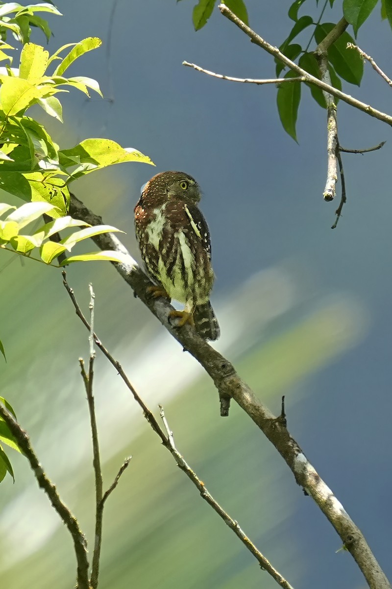 Ferruginous Pygmy-Owl - ML618279720