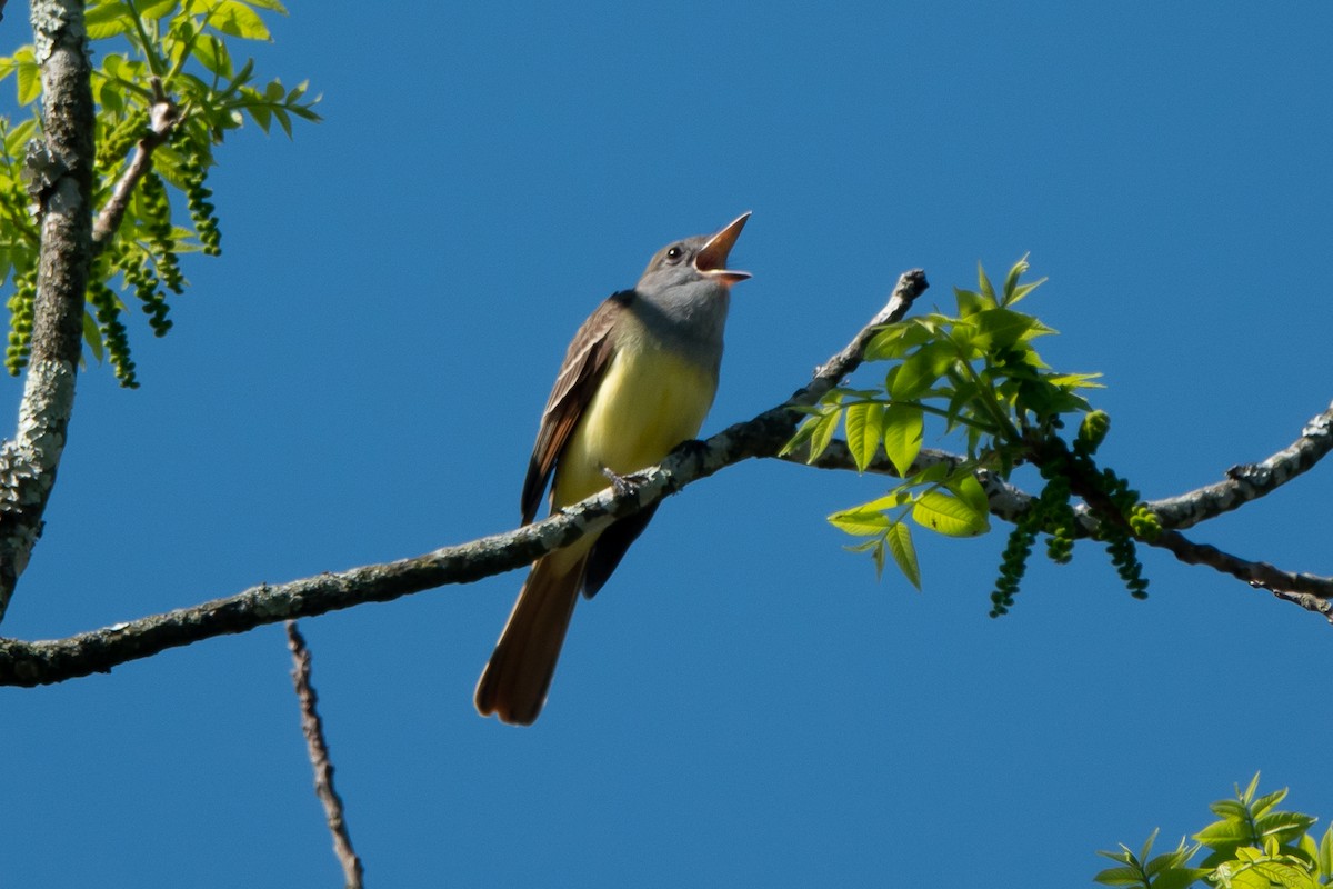 Great Crested Flycatcher - Marilyn Henry