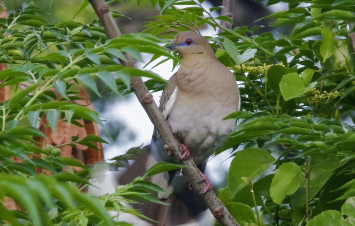 White-winged Dove - FELIPE SAN MARTIN