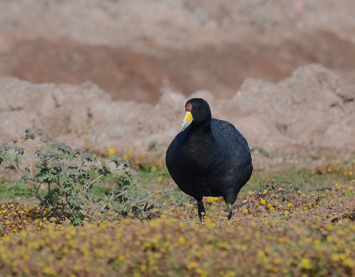 Slate-colored Coot - Andrew Mack